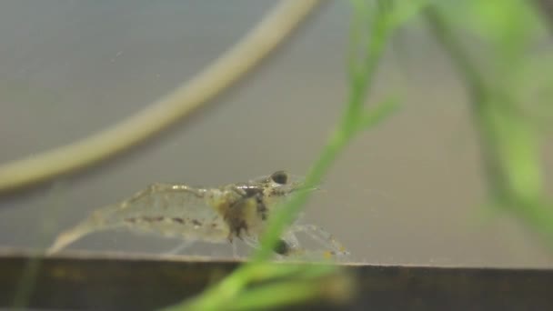 Crevettes d'eau douce mexicaines mangeant des petits poissons vivants 