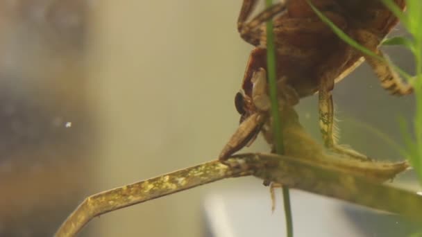 Belostomatid vodní brouk požívka Dragonfly larva — Stock video