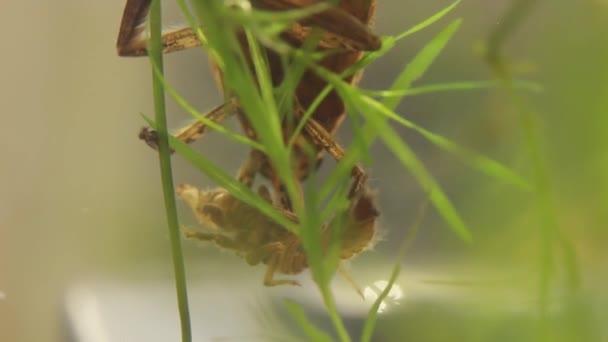 Insecto de agua belostomátido comiendo una larva de libélula — Vídeo de stock