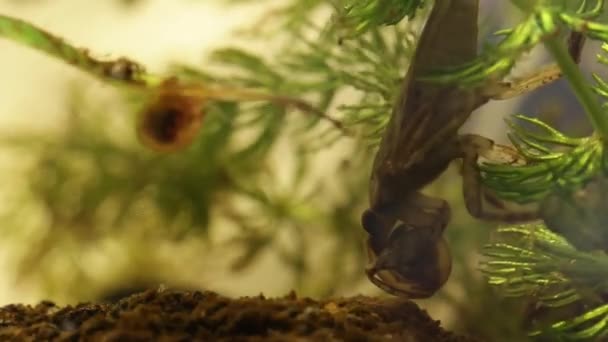 Belostomatid víz bug eszik egy planorbe csiga — Stock videók