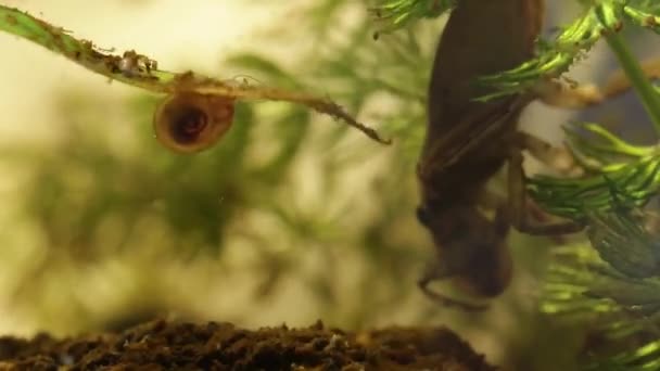 Belostomatid vatten bugg äta en planorbe snigel — Stockvideo