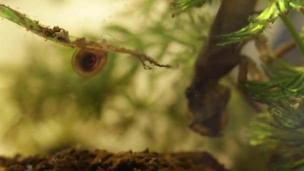 belostomatide insecte de l'eau mangeant un escargot planorbe 