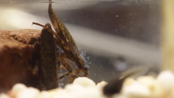 Belostomatid water bug jacht op kikker kikkers — Stockvideo