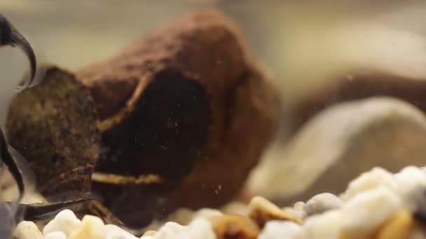 Caza de insectos de agua belostomátidos para renacuajos de rana — Vídeo de stock