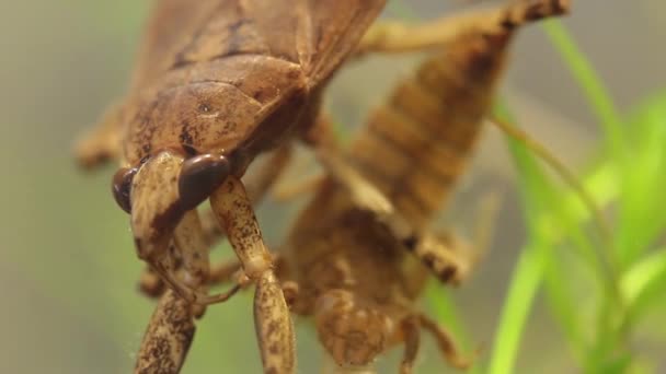 Жук белостоматидный, поедающий личинку стрекозы — стоковое видео