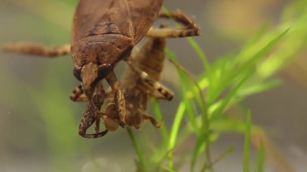 Belostomatid vatten bugg äta en trollslända larv — Stockvideo