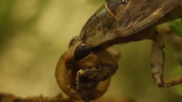 Belostomatid víz bug eszik egy planorbe csiga — Stock videók