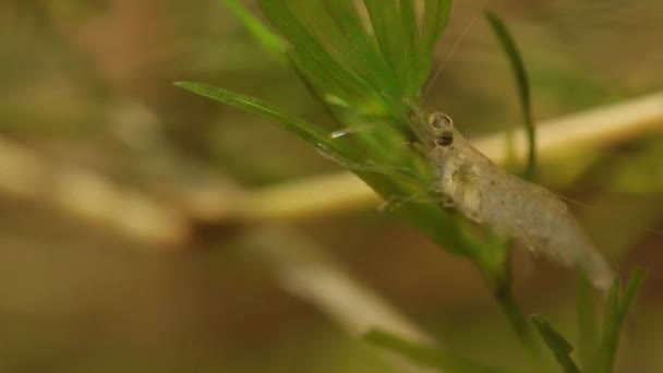 Crevettes d'eau douce capturées dans une rivière à Veracruz, Mexique — Video