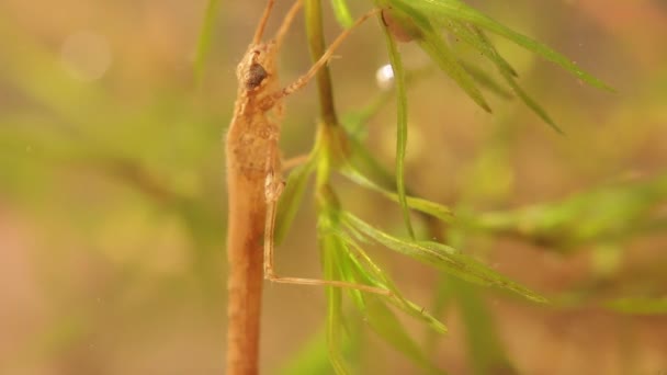 Panning Shot Damselfly Larvae Hiding Pond Ischnura Denticolis Mexican Odonata — Stock Video