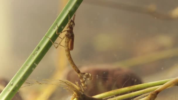 연못에 숨어있는 애벌레의 이쉬누라 덴티콜리 멕시코 오도나타 — 비디오