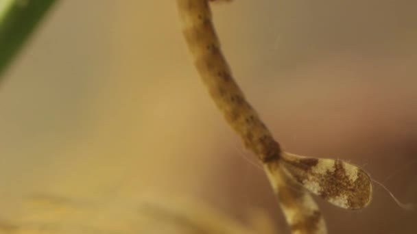 Panning Shot Damselfly Larvae Hiding Pond Ischnura Denticolis Mexican Odonata — Stock Video