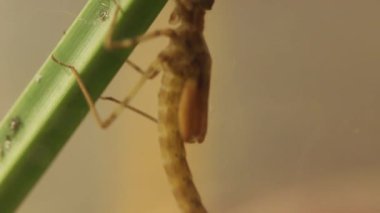 Bir gölet, Ischnura denticolis, meksika odonata gizleme bir damselfly larvapann çekim