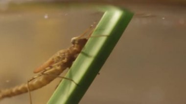 Metamorfoz fazına girmeden önce su bırakan damselfly perisi, Ischnura denticolis, meksika odonata