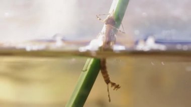 Metamorfoz fazına girmeden önce su bırakan damselfly perisi, Ischnura denticolis, meksika odonata
