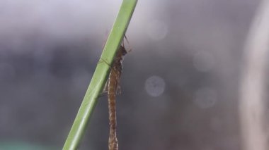 Metamorfoz fazına giren bir damselfly perisi yakın, Ischnura denticolis, meksika odonata