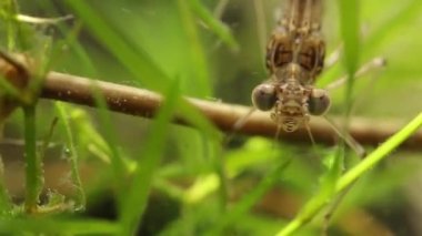 Bir gölet, Ischnura denticolis, meksika odonata bir damselfly larva başının yakın