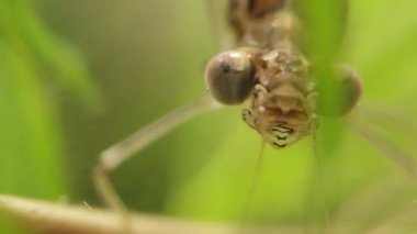Bir gölet, Ischnura denticolis, meksika odonata bir damselfly larva başının yakın