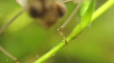 Bir gölet, Ischnura denticolis, meksika odonata bir damselfly larva başının yakın
