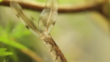 Bir gölet, Ischnura denticolis, meksika odonata gizleme bir damselfly larvapann çekim