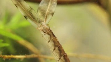 Bir gölet, Ischnura denticolis, meksika odonata gizleme bir damselfly larvapann çekim