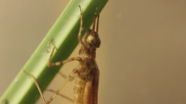 Vista Panorámica Una Larva Mosca Damisela Escondida Estanque Ischnura Denticolis — Vídeos de Stock