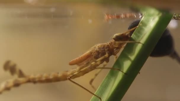 Damselfly Nymph Leaving Water Entering Metamorphosis Phase Ischnura Denticolis Odonata — Vídeos de Stock