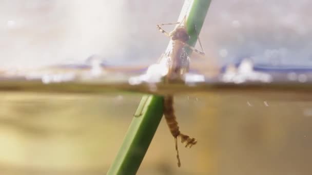 Damselfly Nymph Leaving Water Entering Metamorphosis Phase Ischnura Denticolis Odonata — Vídeos de Stock