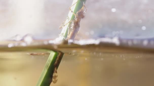 Damselfly Ninfa Deixando Água Antes Entrar Fase Metamorfose Ischnura Denticolis — Vídeo de Stock