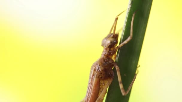 Close Damselfly Nymph Entering Metamorphosis Phase Ischnura Denticolis Mexican Odonata — Stock Video