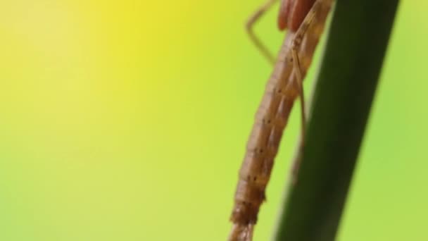 Close Uma Ninfa Damselfly Entrando Fase Metamorfose Ischnura Denticolis Mexicana — Vídeo de Stock