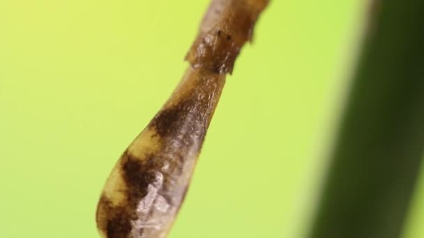 Primer Plano Una Ninfa Mosca Que Entra Fase Metamorfosis Ischnura — Vídeo de stock