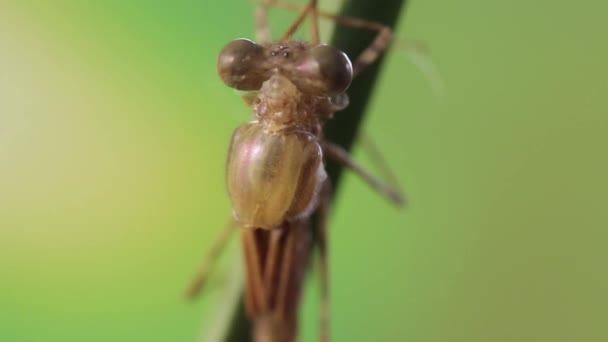 Zbliżenie Głowy Larwy Gatunek Ważki Stawie Ischnura Denticolis Meksykańska Odonata — Wideo stockowe