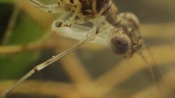 Primer Plano Una Cabeza Larva Mosca Estanque Ischnura Denticolis Odonata — Vídeos de Stock