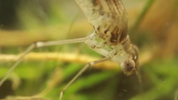 Close Uma Cabeça Larvas Damselfly Uma Lagoa Ischnura Denticolis Mexicana — Vídeo de Stock