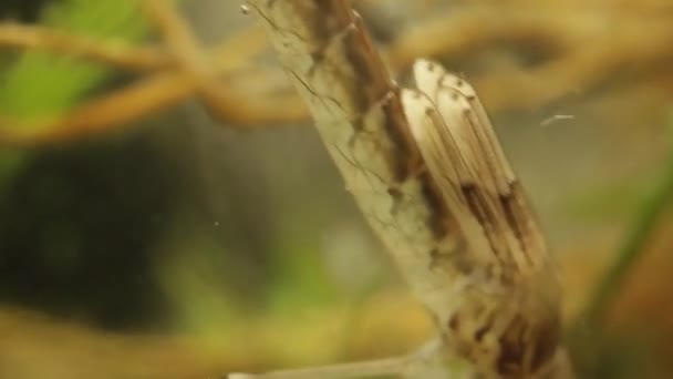 Vue panoramique d'une larve de demoiselle cachée dans un étang, Ischnura denticolis, odonata mexicain 