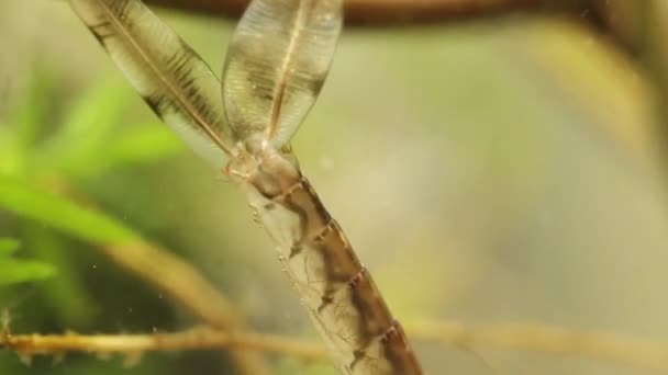 Schwenk Aufnahme Einer Einem Teich Versteckten Libellenlarve Ischnura Denticolis Mexikanische — Stockvideo