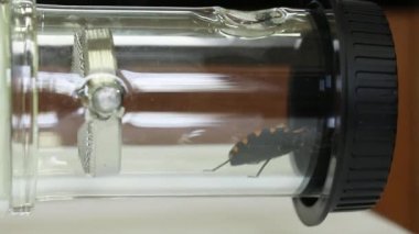 Y - şekilli olfactometer deney test Chagas hata