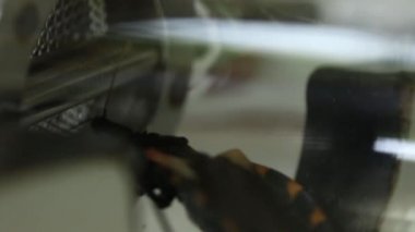Y - şekilli olfactometer deney test Chagas hata