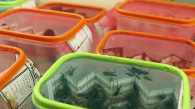 Chagas böcek cinsel davranış laboratuvar deneyi