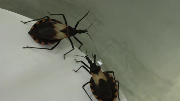 Experimento laboratorial no comportamento sexual de insetos Chagas — Vídeo de Stock