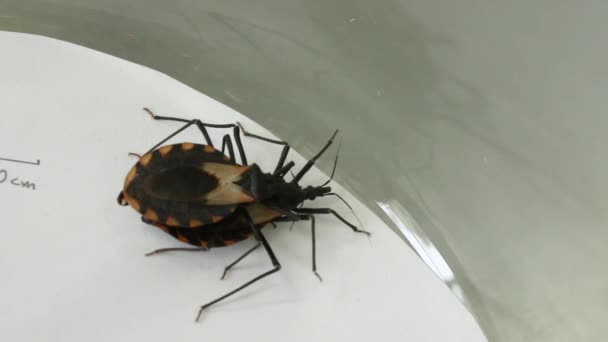 Expérience en laboratoire sur le comportement sexuel des insectes Chagas 