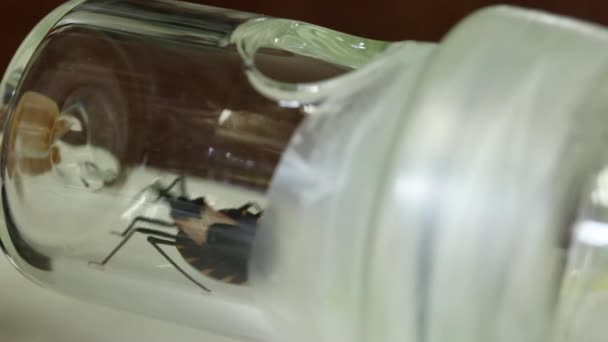 Y - test expérimental olfactométrique en forme de bug Chagas — Video