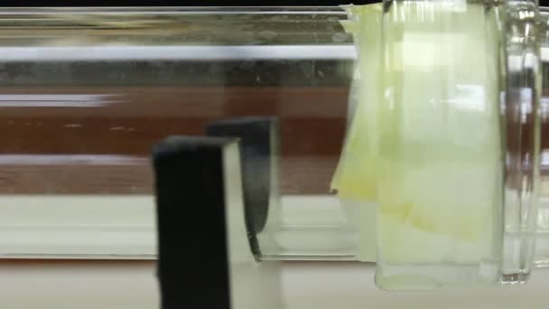 Y-σχήμα olfacλασίμετρο πείραμα δοκιμή bug Τσά — Αρχείο Βίντεο