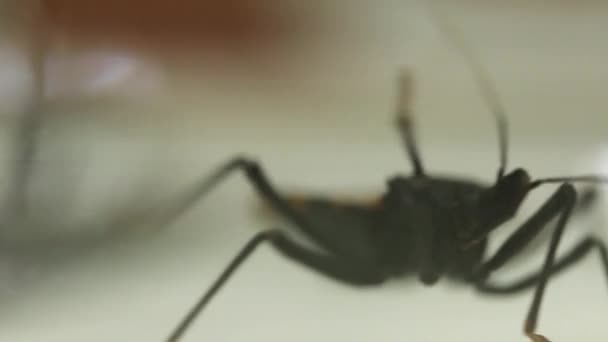 Y - experimento olfatómetro en forma de prueba Chagas bug — Vídeo de stock