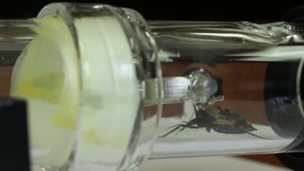 Y - experimento olfatómetro en forma de prueba Chagas bug — Vídeo de stock