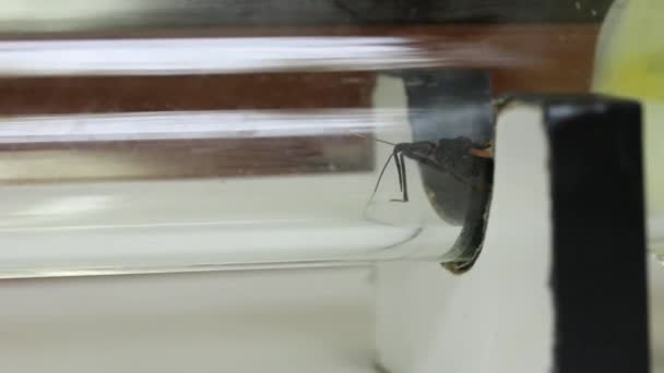 Y-formad olfactometer experiment testning Chagas bug — Stockvideo
