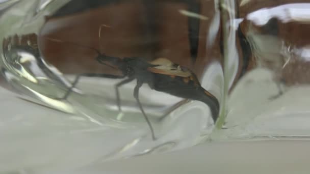 Y - shaped olfactometer experiment testing Chagas bug — Stock Video