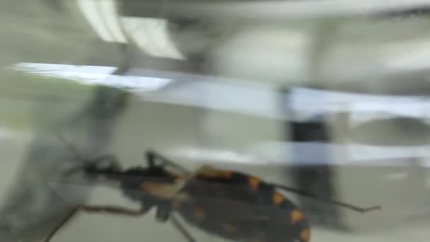Y-formad olfactometer experiment testning Chagas bug — Stockvideo