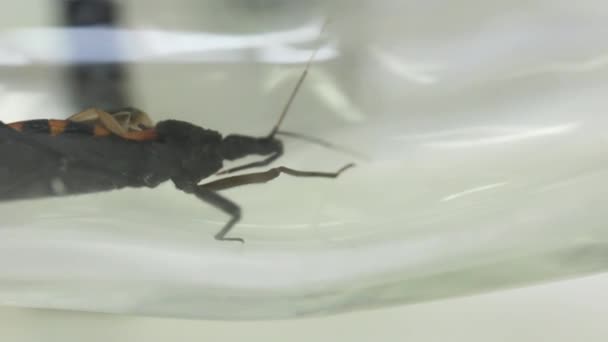 Y - shaped olfactometer experiment testing Chagas bug — Stock Video