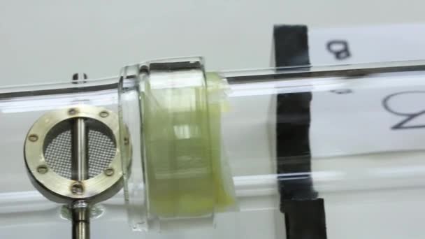 Y - experimento olfatómetro en forma de prueba Chagas bug — Vídeos de Stock